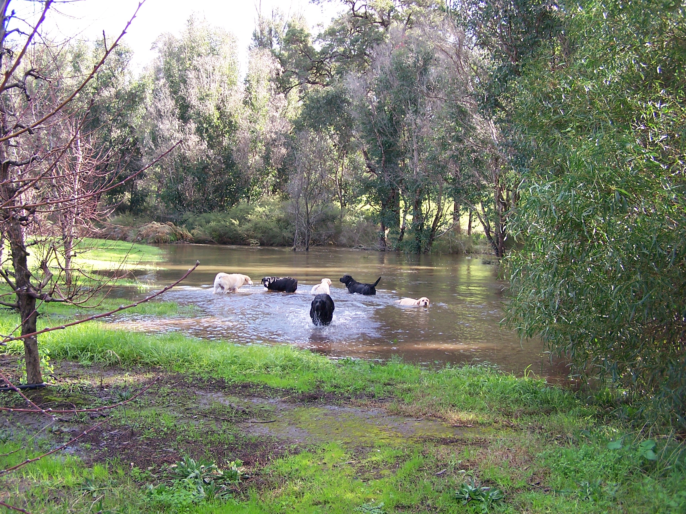 Dogs swimming in orchard