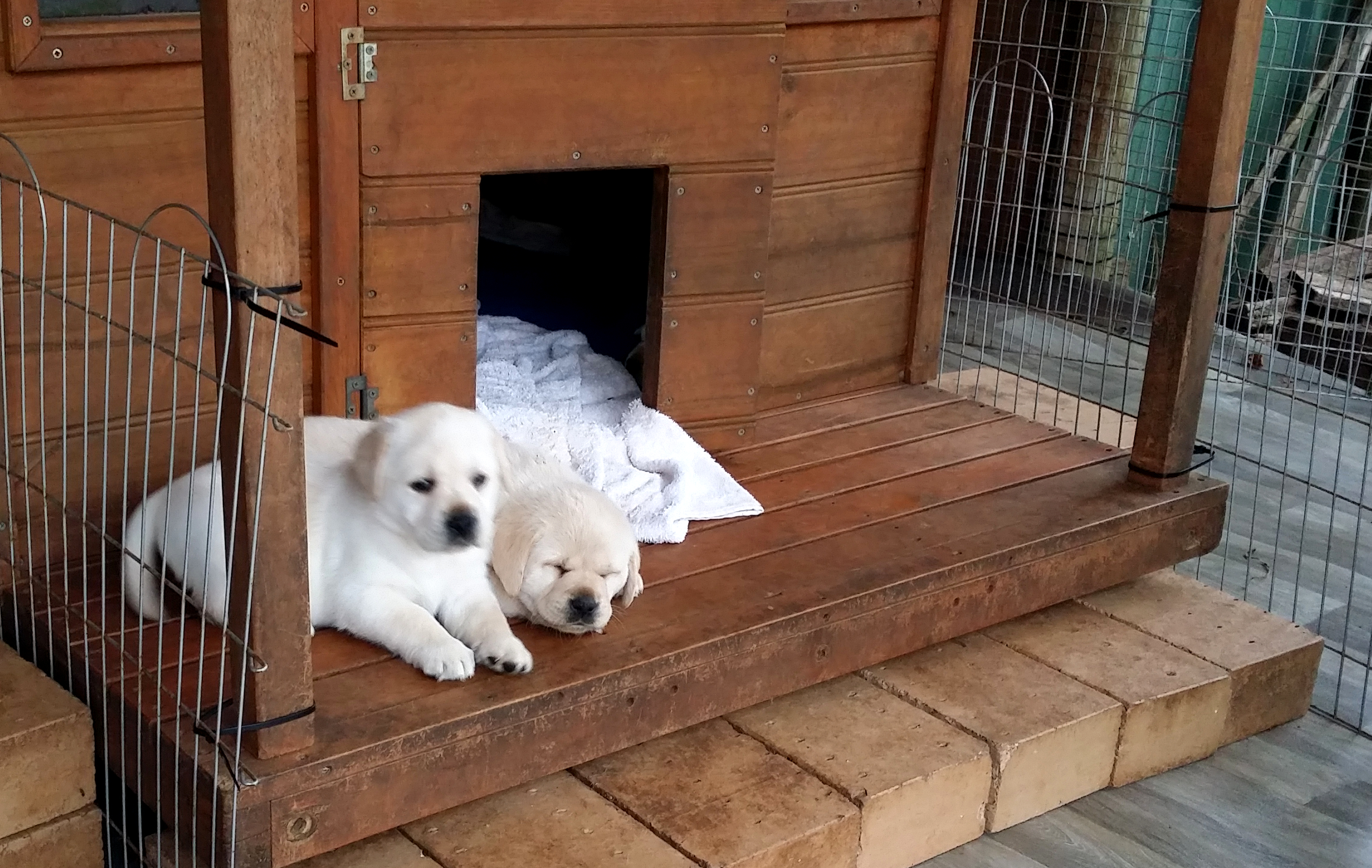 Puppies on front step of kennel