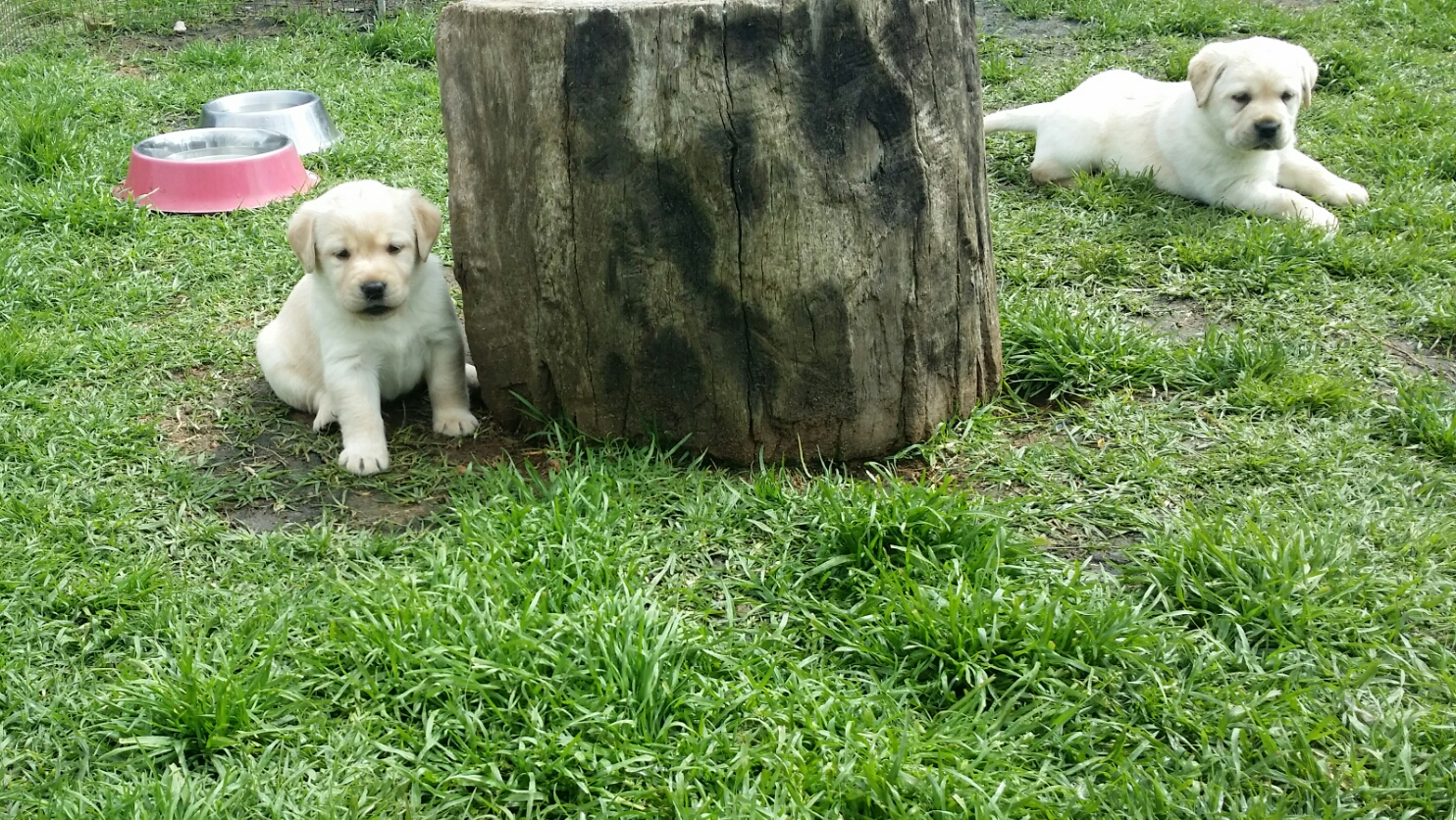 little puppies near log