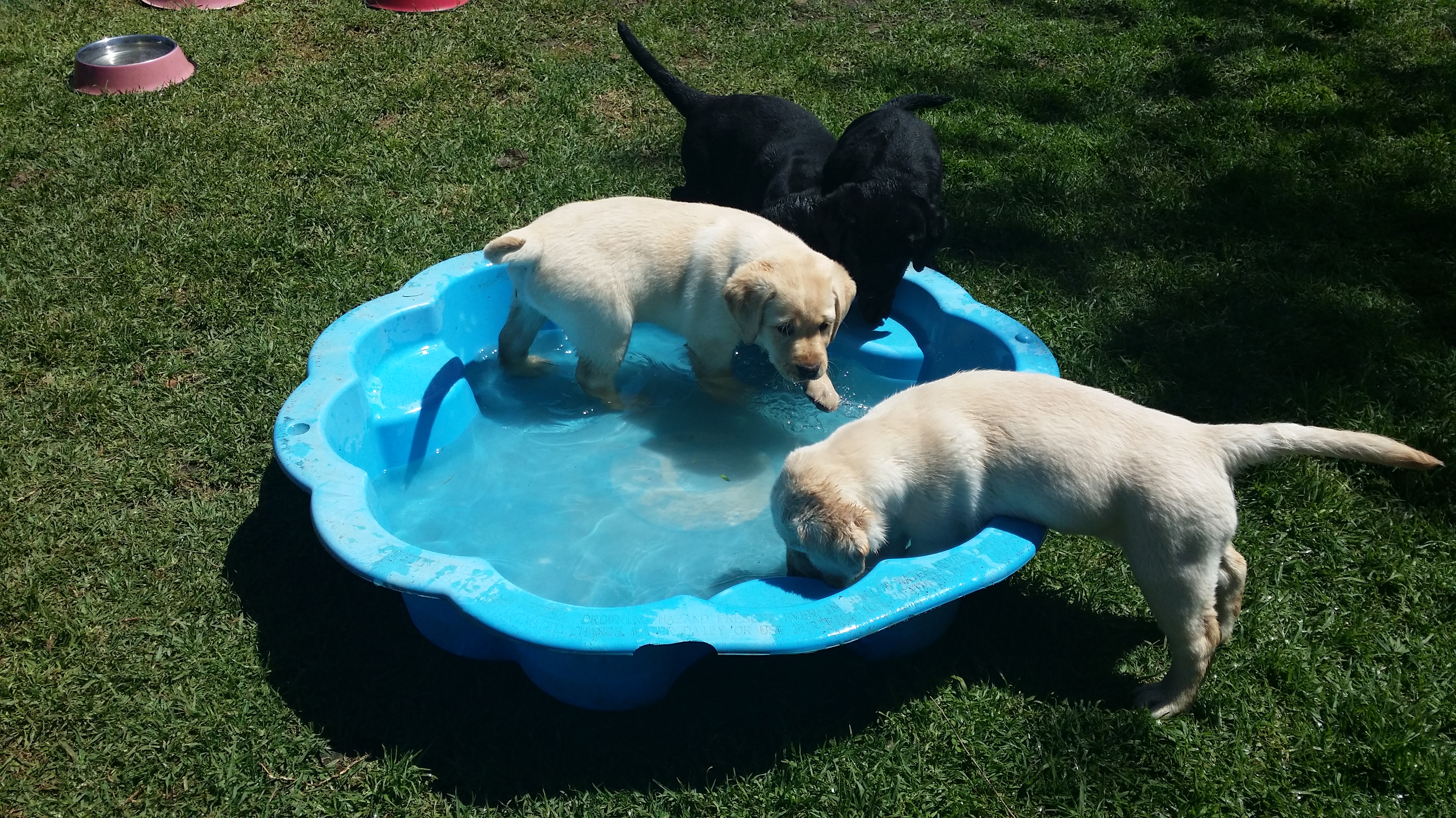 Puppies in pool