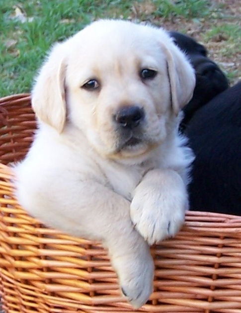 Yellow pup in basket