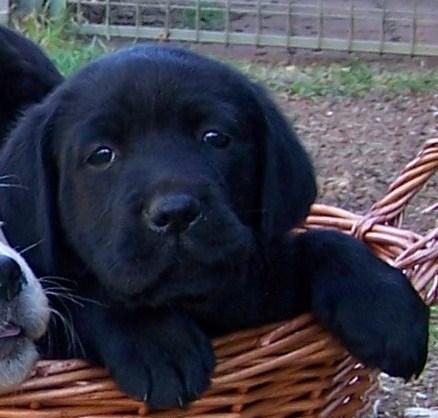 Black puppy in basket