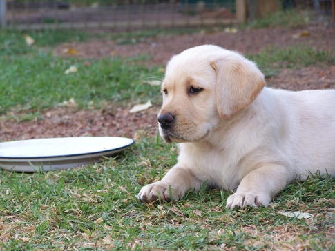 puppy near plate