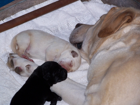 Newly born pups
          with mum