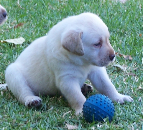 puppy with blue ball