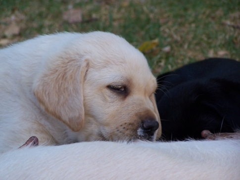 milky nosed pup drinking from mummy Gemma