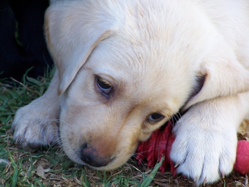 pup chewing on red toy