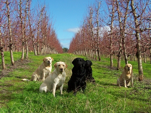 Dogs in
          the orchard