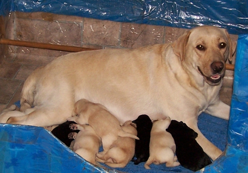 Lucy with
              puppies in whelping box