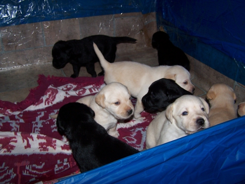 Puppies playing in whelping box