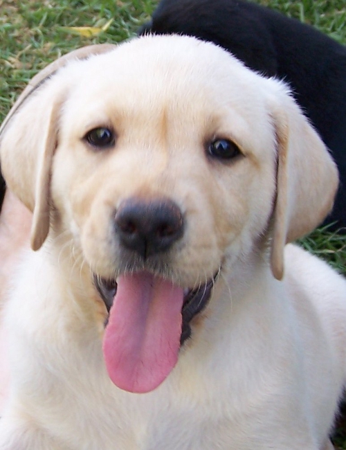 Puppy with tongue sticking out