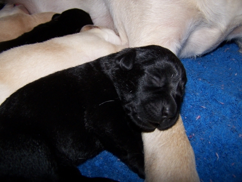 Black puppy cuddling mum