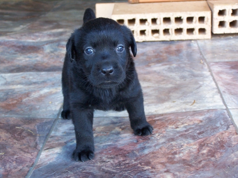 cute black pup