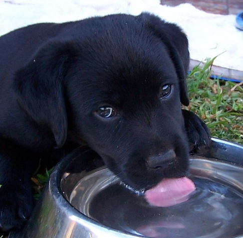 Black puppy drinking from water bowl