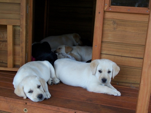 puppies outside puppy house