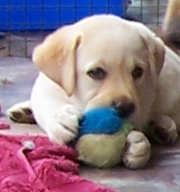 Puppy with
              ball