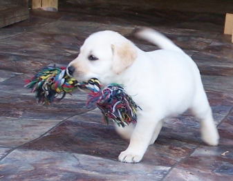Puppy with rope