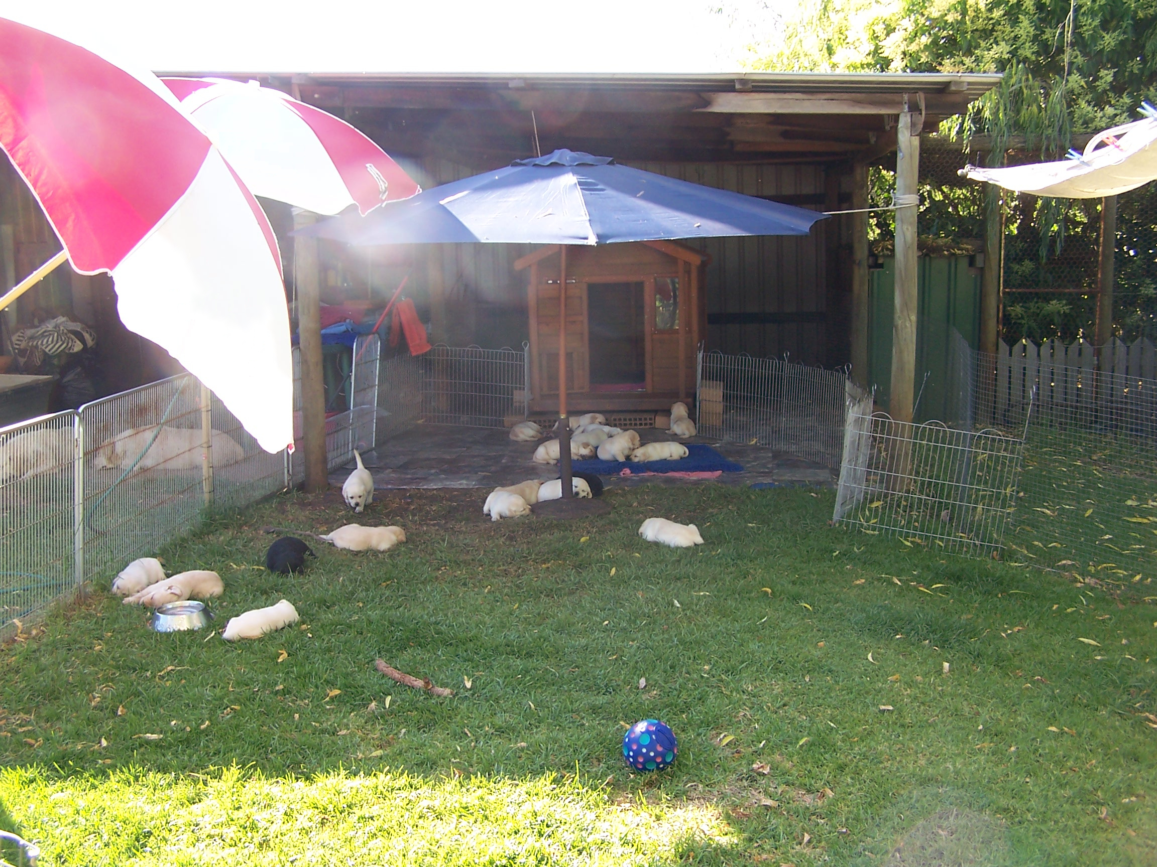 Puppies keeping cool under umbrellas
