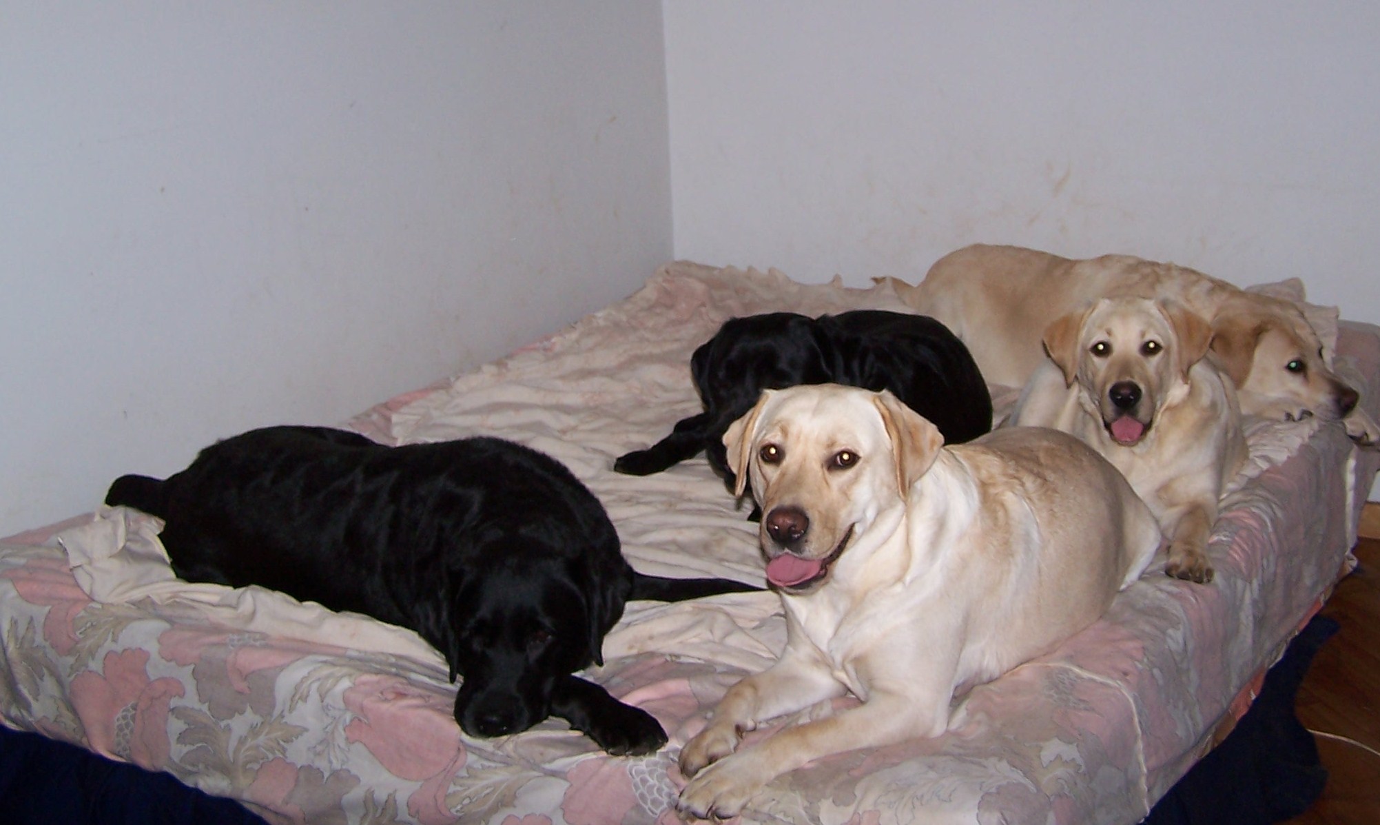 Dogs on their Queen size bed