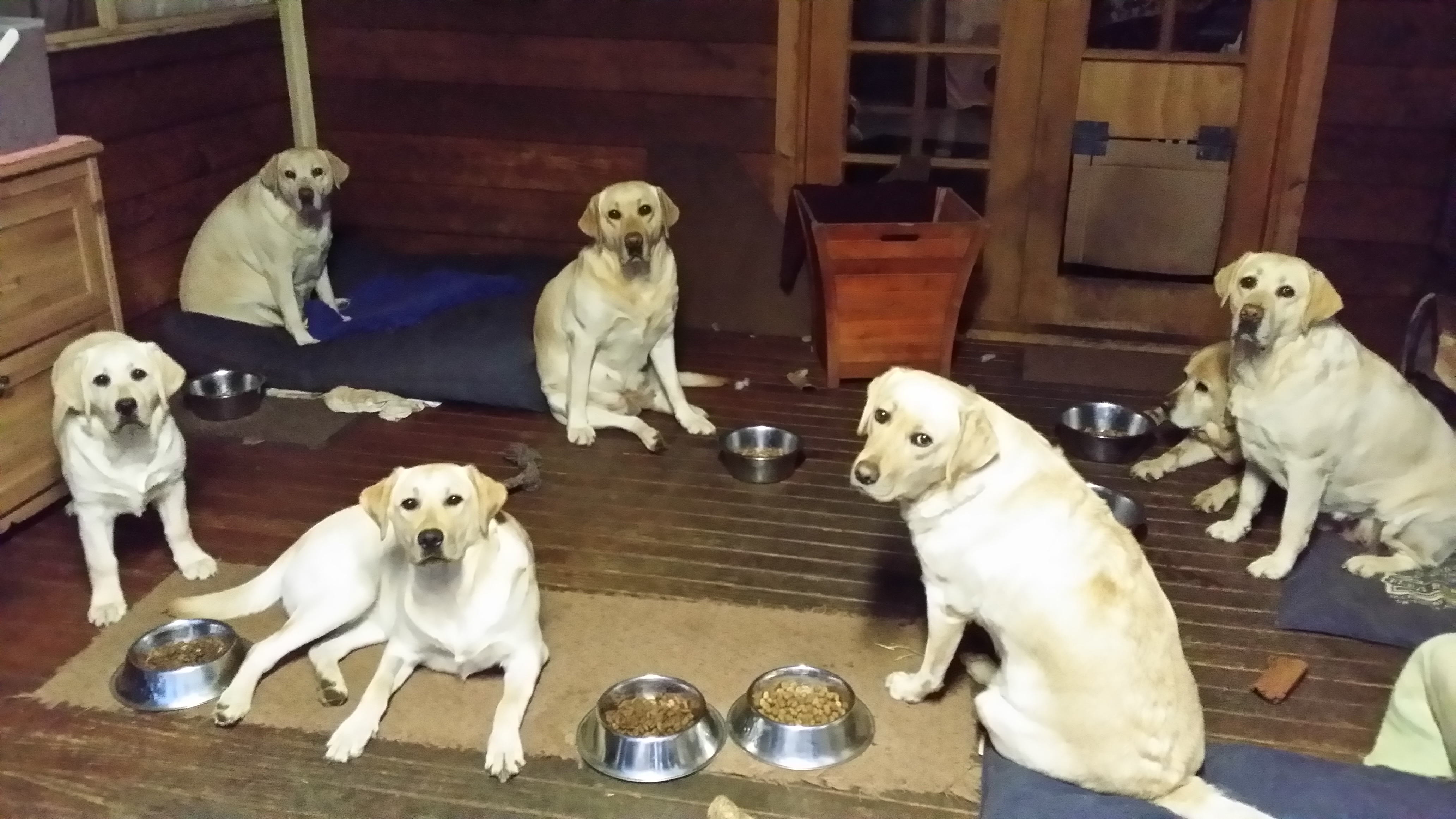 Waiting for dinner