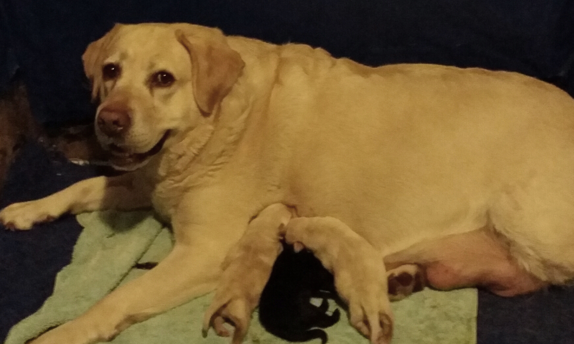 Kiki with babies 2016