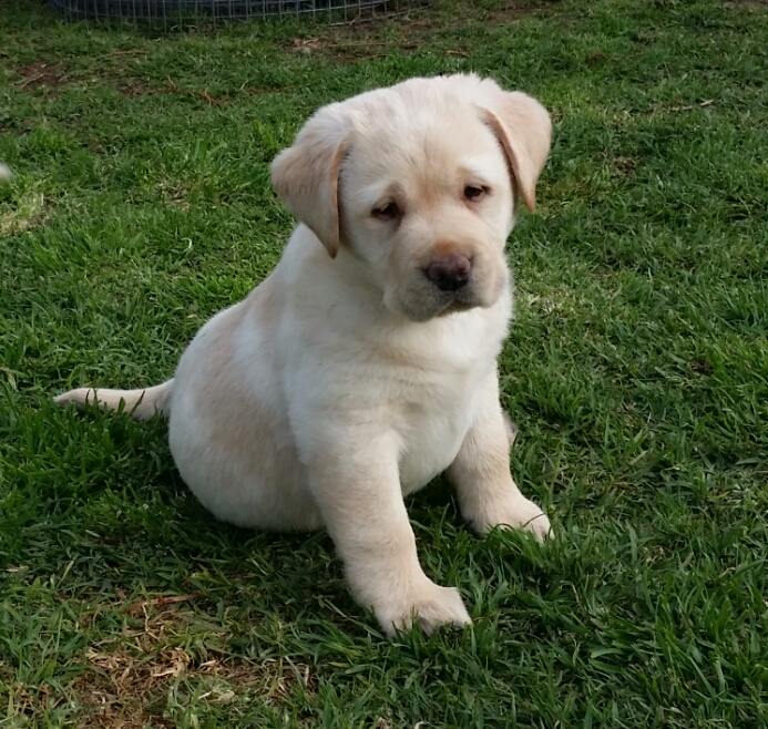 cute puppy