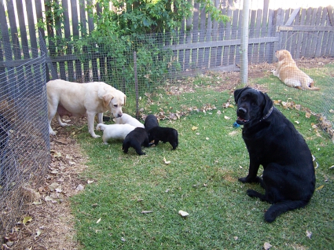Mum and Dad watching pups eating