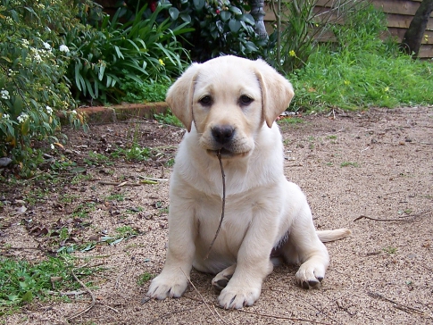 Kiki as a pup